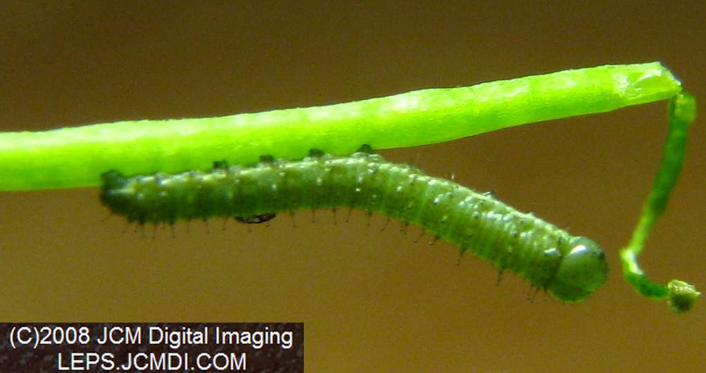 A second instar Sara Orange-Tip butterfly larva, filmed on 5-12-2008